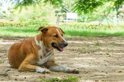 Dog sitting on field