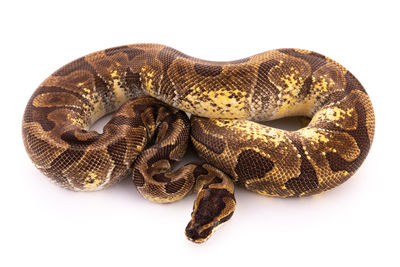 Close-up of snake against white background