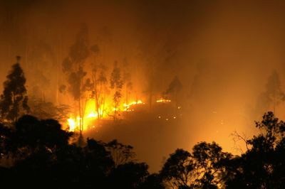 Fire in forest at night