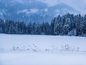 Flock of birds on snow covered land