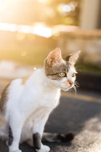 Close-up of a cat looking away