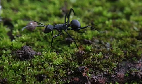 Close-up of ant on field