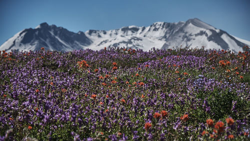 Purple flowers growing in field against mountain