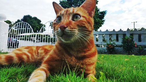 Close-up of cat on grass