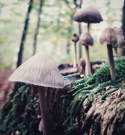 Close-up of mushrooms growing on land