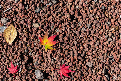 Autumn fallen red maple leaves on the ground. close-up, top view from above. fall seasonal concept 