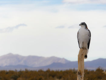 Eagle resting on fence post