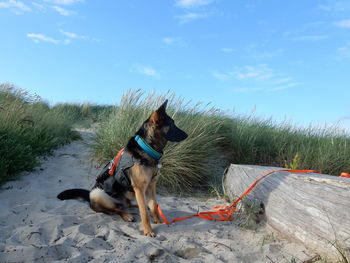 Dog lying down on land