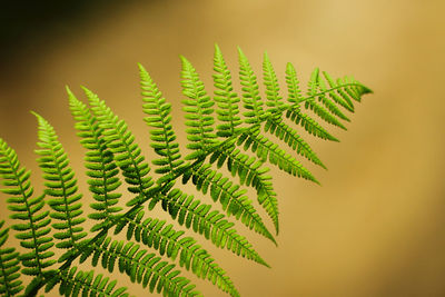 Close-up of fern leaves