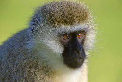 Close-up portrait of black outdoors