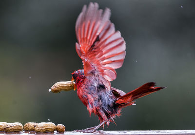 Close-up of a bird flying