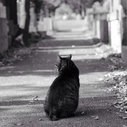 Cat sitting on street