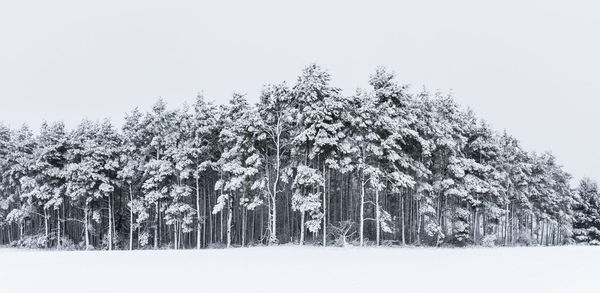 Scenic view of trees against sky