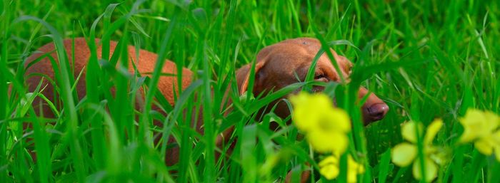 Grass growing on grassy field