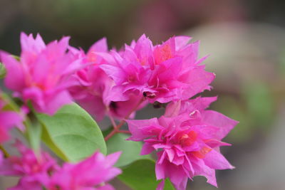 Close-up of pink flowering plant