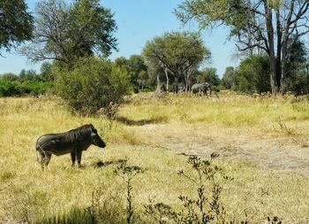 Elephant standing on grassy field during sunny day