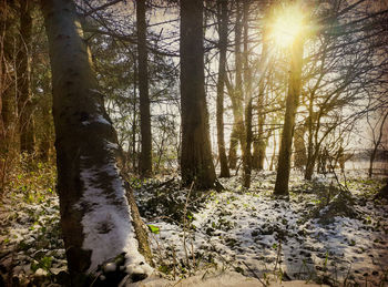 Trees growing in forest against bright sun