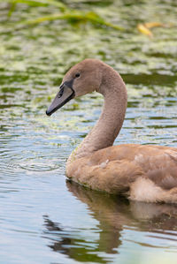 Side view of swan swimming in lake