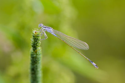 Close-up of dragonfly on plant