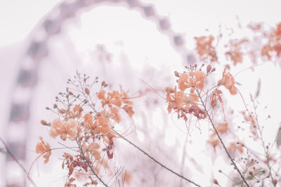 Low angle view of cherry blossom