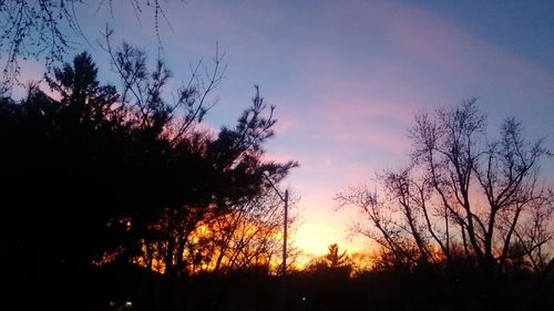 Silhouette of trees at sunset