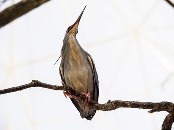 Low angle view of gray heron perching on twig against sky