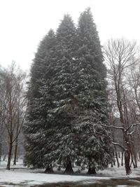 Bare trees against sky
