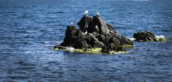 View of birds on rock formation in sea