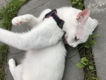 High angle view of cat resting