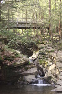 River in forest