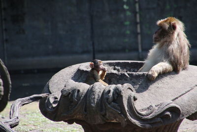 Close-up of little monkey in cage