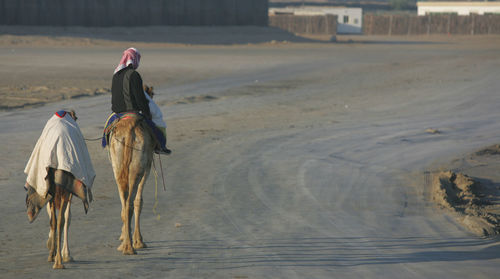 Rear view of man riding camel on dirt road