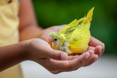 Midsection of girl holding yellow bird