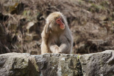 Monkey sitting on rock