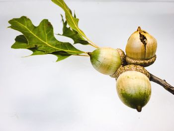 Close-up of acorns growing against clear sky