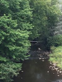 Scenic view of forest