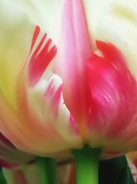 Close-up of pink flowers