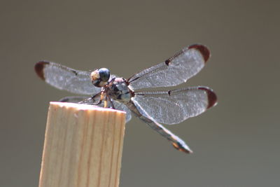 Close-up of dragonfly perching on twig