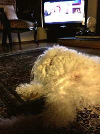 View of an animal on table at home