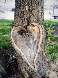 Close-up of tree trunk