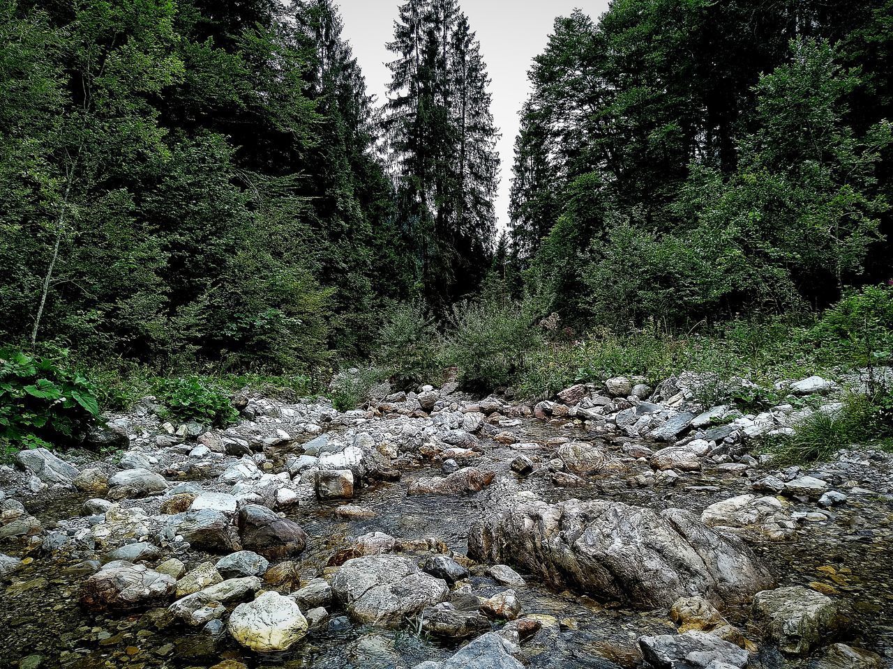 VIEW OF PLANTS GROWING ON ROCK IN FOREST