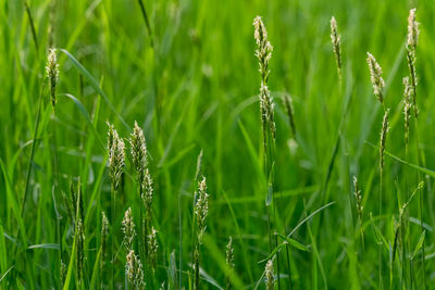 Close-up of wheat growing on field