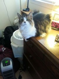 Portrait of cat