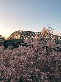 Low angle view of cherry blossoms against sky