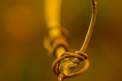 Close-up of rusty chain