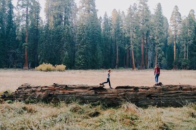 Panoramic view of pine trees in forest