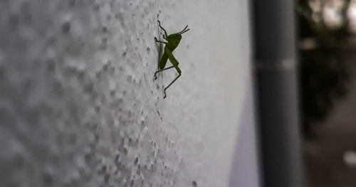 Close-up of ant on wall