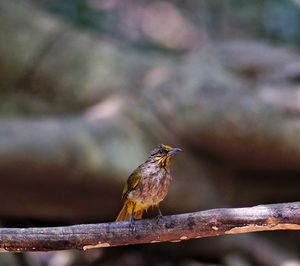 Close-up of bird perching on branch