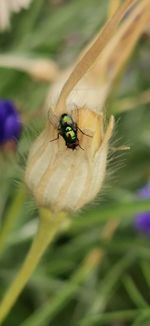 Close-up of insect on flower