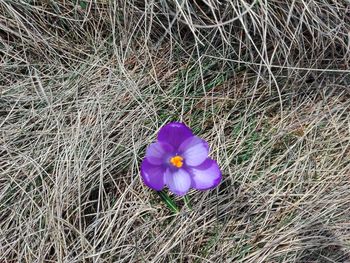 High angle view of purple crocus flower on field